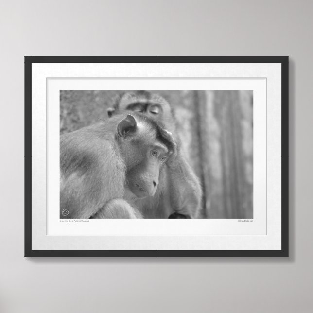 Grooming Sunda Pig-tailed Macaques -  Framed Art (Framed Front)