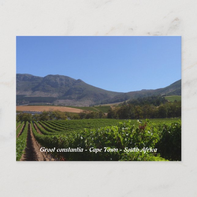 Groot Constantia - Cape Town - South Africa Postcard (Front)