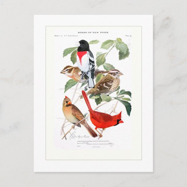 Grosbeak and Cardinal Postcard (Front)