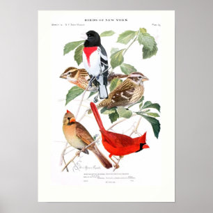 Grosbeak and Cardinal Poster