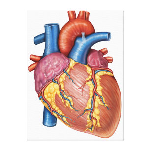 Gross Anatomy Of The Human Heart Canvas Print