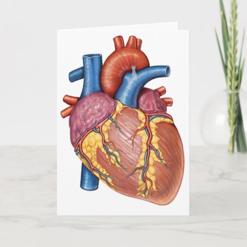 Gross Anatomy Of The Human Heart Card