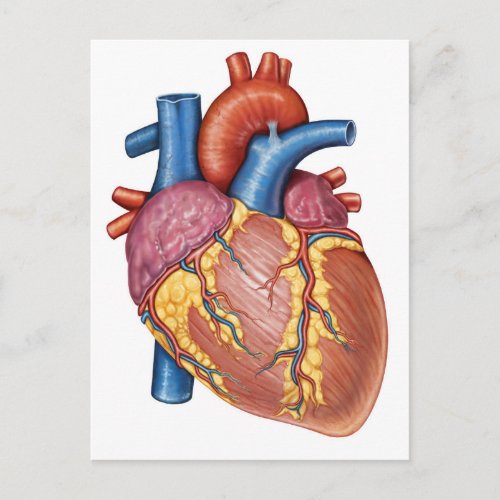 Gross Anatomy Of The Human Heart Postcard