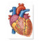 Gross Anatomy Of The Human Heart