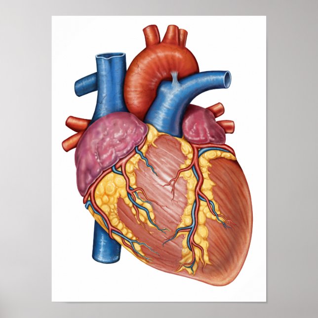 Gross Anatomy Of The Human Heart Poster (Front)