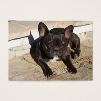 Grouchy French Bulldog