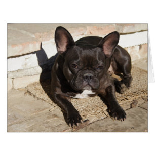 Grouchy French Bulldog Cards
