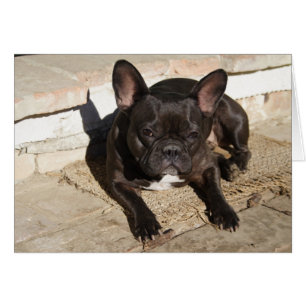 Grouchy French Bulldog Cards