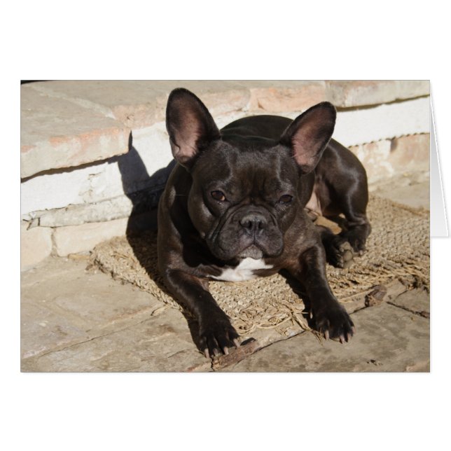 Grouchy French Bulldog Cards (Front Horizontal)