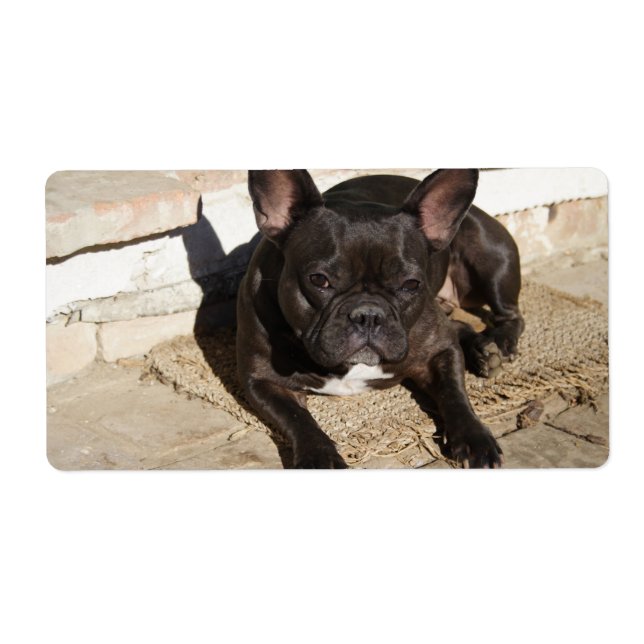 Grouchy French Bulldog Label (Front)
