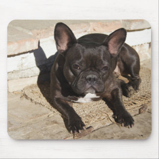Grouchy French Bulldog Mouse Pad