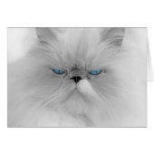 Grouchy Persian Cat (Front Horizontal)