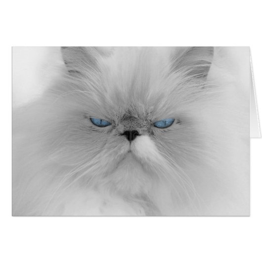 Grouchy Persian Cat Cards (Front Horizontal)
