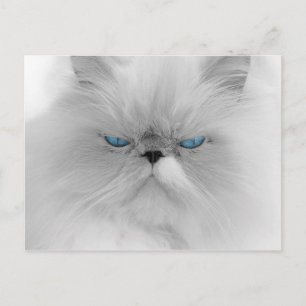 Grouchy Persian Cat Postcard