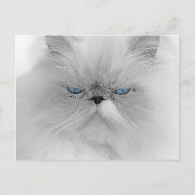 Grouchy Persian Cat Postcard (Front)