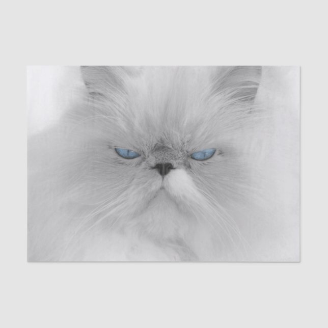 Grouchy Persian Cat Tissue Paper (Front)