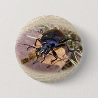 Ground Beetle ~ button