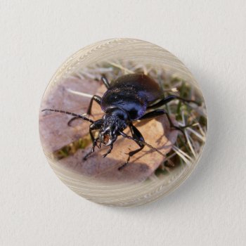 Ground Beetle ~ Button by Andy2302 at Zazzle