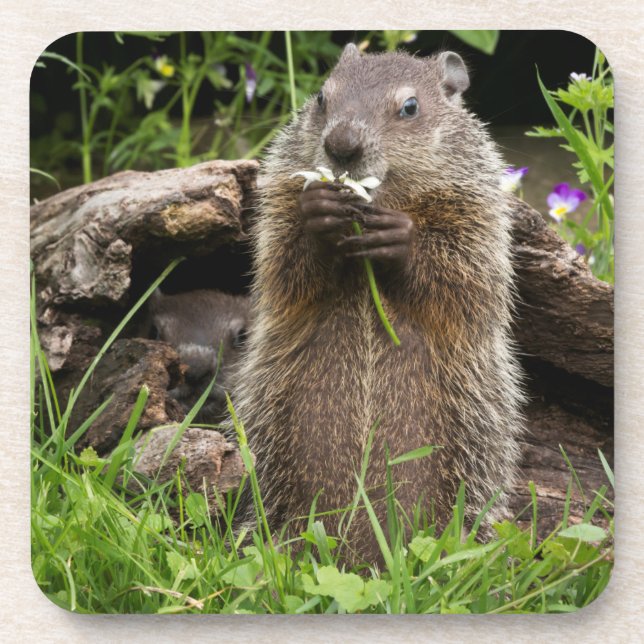 Ground Hog Munching on a Flower Beverage Coaster (Front)