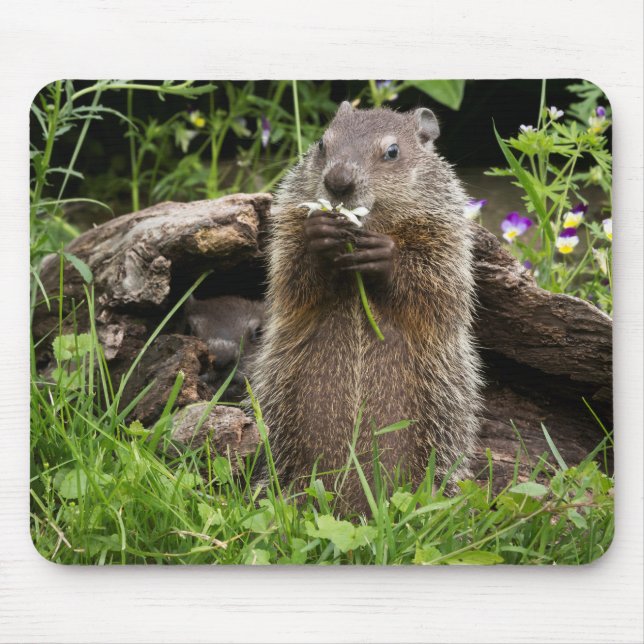 Ground Hog Munching on a Flower Mouse Pad (Front)