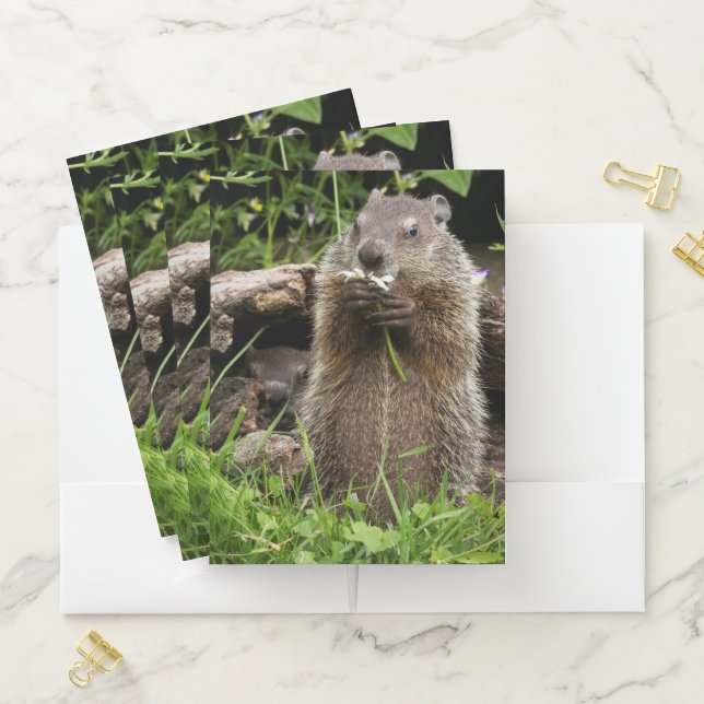 Ground Hog Munching on a Flower Pocket Folder (In Situ)