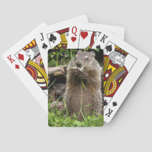 Ground Hog Munching on a Flower Poker Cards