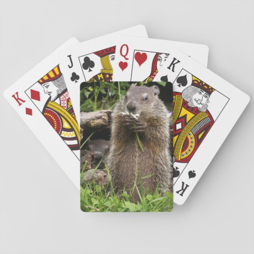 Ground Hog Munching on a Flower Poker Cards