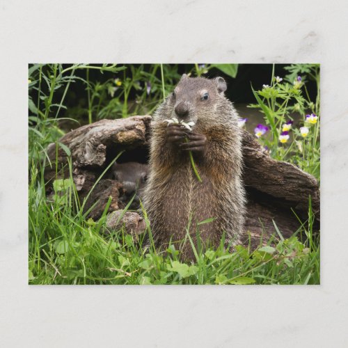 Ground Hog Munching on a Flower Postcard