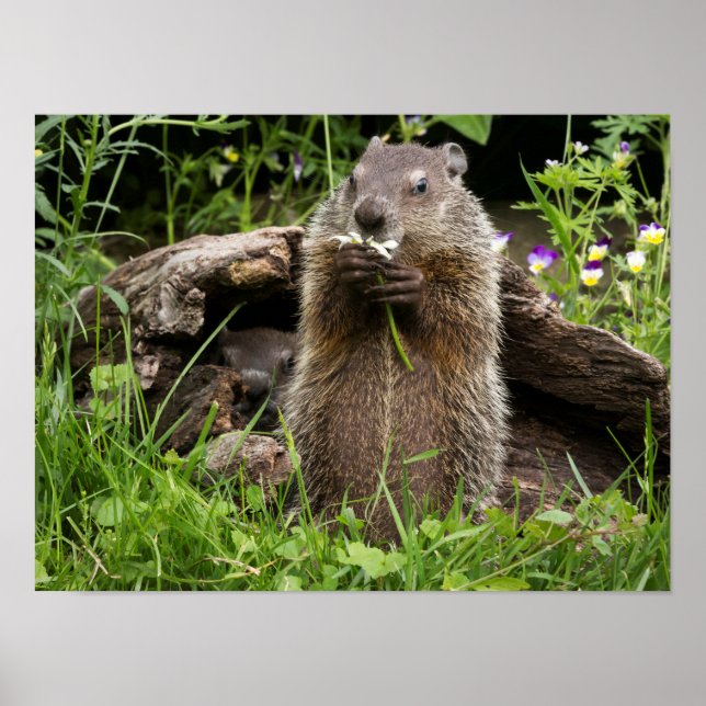 Ground Hog Munching on a Flower Poster (Front)