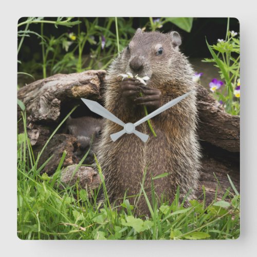 Ground Hog Munching on a Flower Square Wall Clock