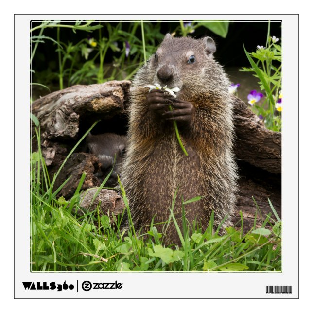 Ground Hog Munching on a Flower Wall Decal (Front)