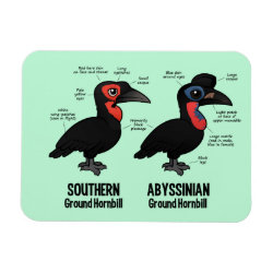 Compare Southern and Abyssinian Ground Hornbills 3