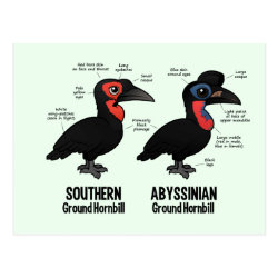 Compare Southern and Abyssinian Ground Hornbills Postcard