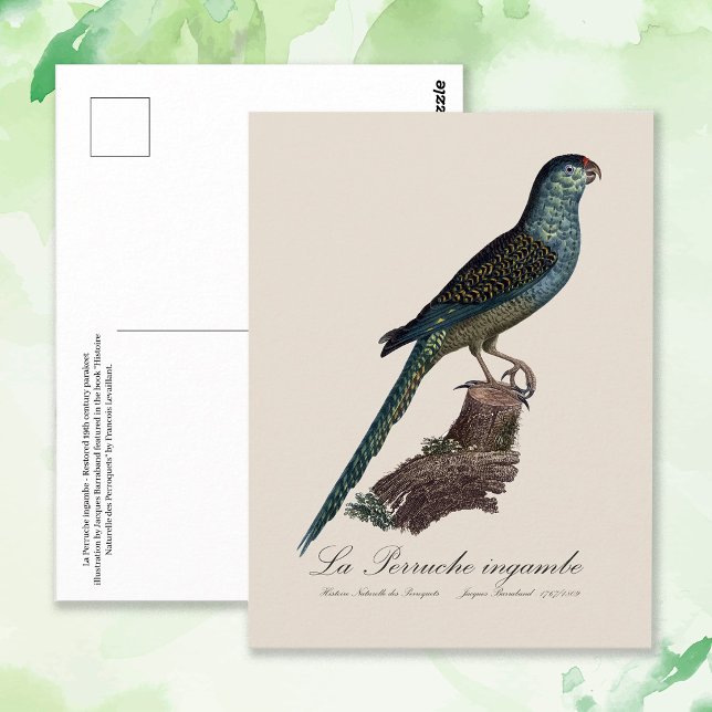 Ground Parrot or Swamp Parrot, Pezoporus Wallicus Postcard (Ground Parrot or Swamp Parrot, Pezoporus Wallicus. Postcard)