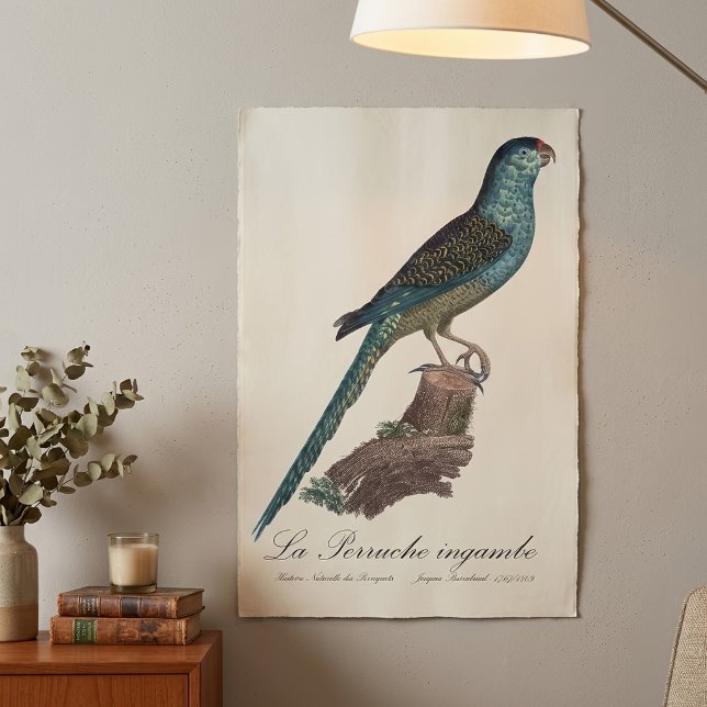 Ground Parrot or Swamp Parrot, Pezoporus Wallicus Poster (Ground Parrot or Swamp Parrot, Pezoporus Wallicus. Poster)