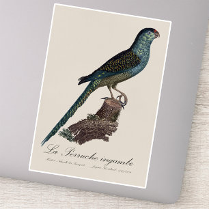Ground Parrot or Swamp Parrot, Pezoporus Wallicus Sticker