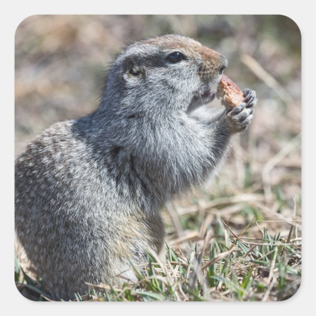 Ground squirrel (gopher, evrazka) eats bread square sticker (Front)
