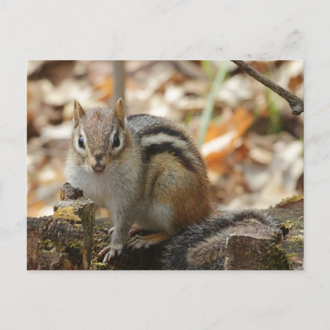 Ground squirrel in the forest postcard (Front)