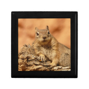 Ground Squirrel Jewelry Box