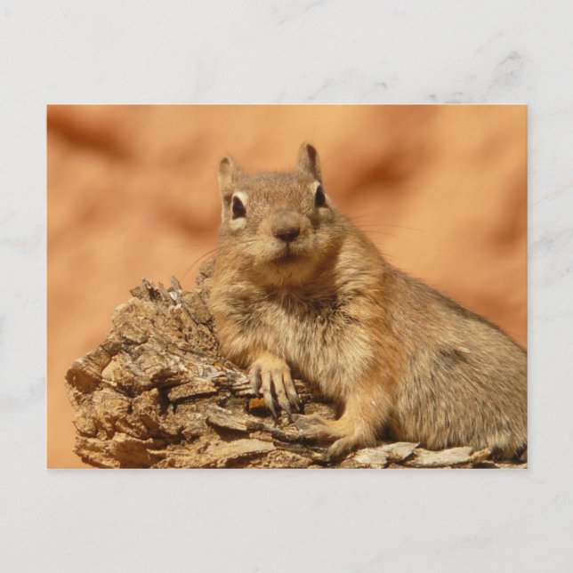 Ground Squirrel Photo Postcard (Front)