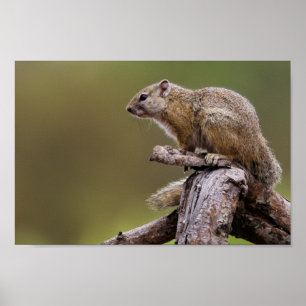 Ground squirrel wildlife nature photograph poster