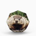 Groundhog Award<br><div class="desc">Please,  check out our website! http://fineartamerica.com/profiles/1-zinvolle-arts.html</div>