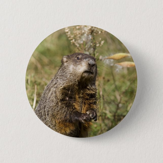 Groundhog Button (Front)