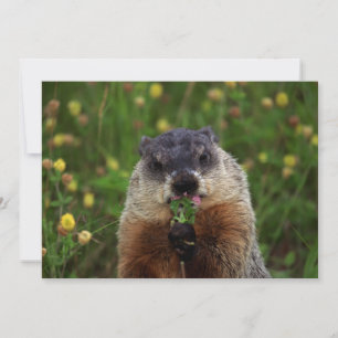 Groundhog can taste invitation