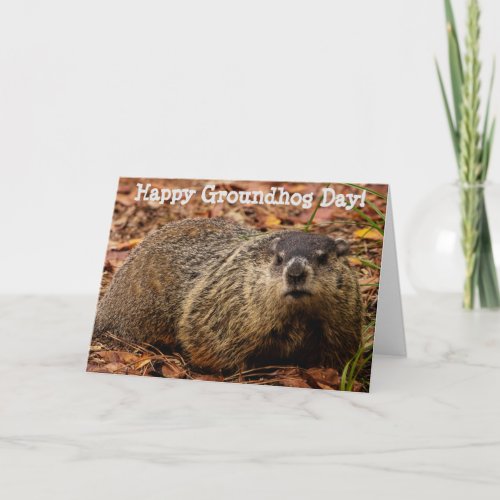 Groundhog  card