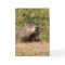 Groundhog