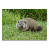 Groundhog Cards (Front Horizontal)