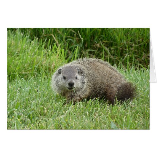 Groundhog Cards (Front Horizontal)