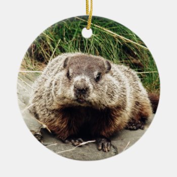 Groundhog Ceramic Ornament by Zinvolle at Zazzle