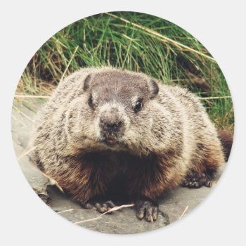 Groundhog Classic Round Sticker by Zinvolle at Zazzle